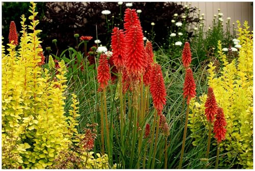 Stauden Gänge 5 x Kniphofia 'Redhot Popsicle' Fackellilie Rot winterhart | Fackellilie – winterharte Staude & Dauerblüher für sonnige Beete, mehrjährig, bienenfreundlich, 1 L Topf (11x11 cm)