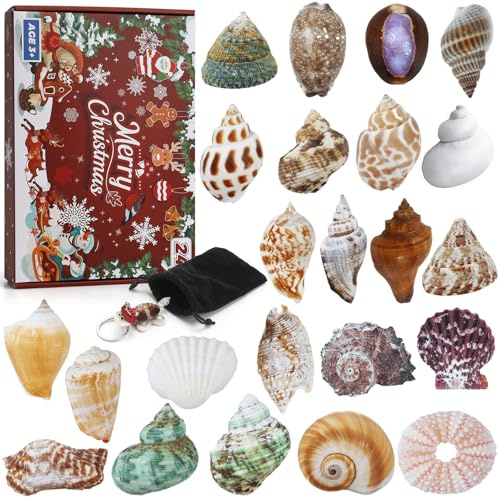 Aitsite Adventskalender 2026 Muscheln, 24 Tage natürliche MuschelnbAdventskalender, Muschel Sammlung Enthusiasten Countdown-Kalender für Jungen Mädchen
