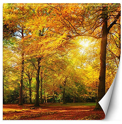Feeby Papier Peint Intisse Arbres Rayons De Soleil 200x200 cm orange Moderne Panoramique XXL Photo Mural Muraux Chambre Bureau Salle Forêt Automne Plantes