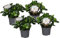 Plant in a Box - Gardenia Jasminoides - Set de 4 - Plantes d'intérieur jasmin du Cap - Pot 13cm - Hauteur 20-30cm