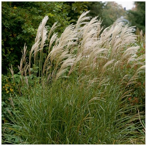Stauden Gänge 3 x Miscanthus sinensis 'Graziella' Chinaschilf winterhart | Hohes Ziergras für Sonne, Blüte August bis Oktober, mehrjährig, 1 L Topf (11x11 cm)