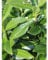 Kirschlorbeer Lorbeerkirsche Genolia 140-160 cm. 40 St. Kirschlorbeer Hecke