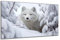 DARO Design - Wand-Bild auf 6mm HDF 30x20 cm Schnee-Wolf weiß - Wand-Deko Bilder Geschenk