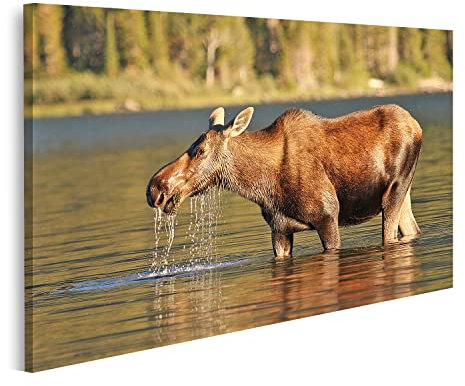 islandburner Bild auf Leinwand Elch Gletscher Nationalpark 28A Bilder Wandbilder Poster AECT-1P