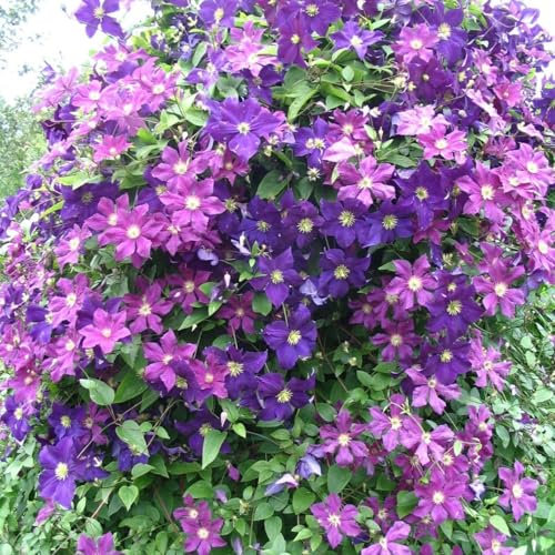 Clematide pianta bulbi,clematide rampicante pianta,piante ideali da giardino,Forte vitalità,piante in vaso,fiori recisi per esposizione,clematide cirrosa,clematide montana.-4 bulbi-C