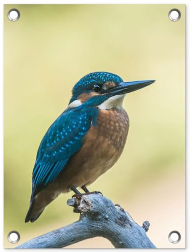 MuchoWow Outdoor-Poster Poster Wanddeko draußen Deko Garten Gartenposter 30x40 cm Eisvogel - Zweig - Vogel