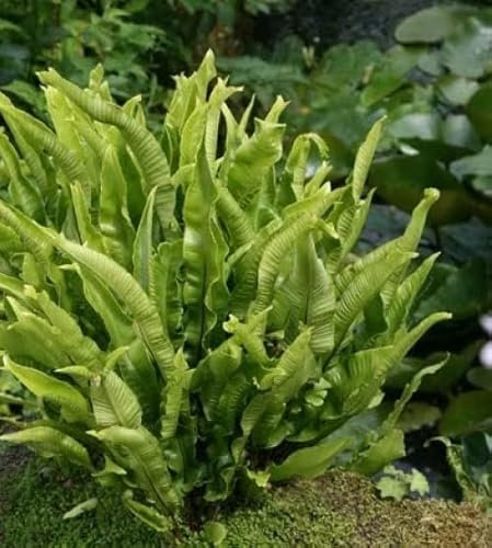 Plant Theory 2L Pot Hart's Horse Tongue Fern Asplenium Scolopendrium Hardy Outdoor Ferns Jungle Plant Trunks