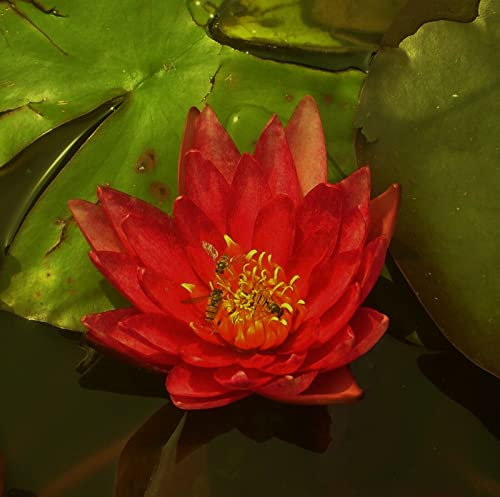 Teichpflanzen Seerosen : Nymphaea Seerose  Vesuve  winterhart Pflanztiefe bis 150 cm