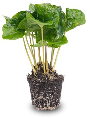 urbanjngl.com - Coffea Arabica - Kaffeepflanze - Terrarienpflanze