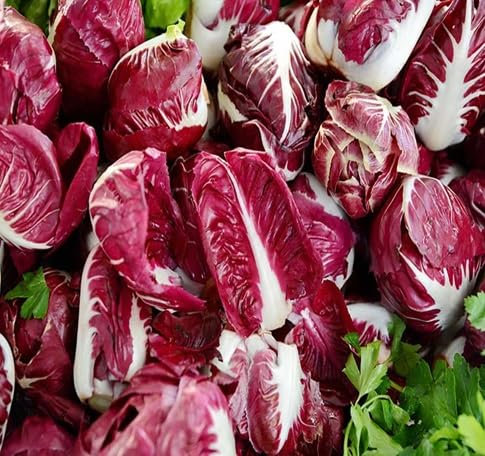30pz Semi di Radicchio