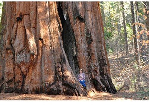 PLAT FIRM Germinazione dei semi: 100 semi: Giant Semi Sequoia, Sequoia Gigantea:Seeds Only