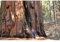PLAT FIRM Germinazione dei semi: 100 semi: Giant Semi Sequoia, Sequoia Gigantea:Seeds Only
