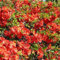 3 x Chaenomeles Superba 'Fire Dance'- Japanischer Quittenbaum 'Fire Dance' 30-40 cm im Container - Der Glanz des Japanischen Quittenbaums in Ihrem Garten