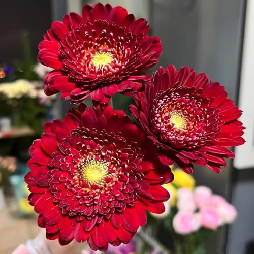 50 Pcs Gerbera Samen Winterhart - Saatgut Blumenbeet, Exotische Pflanzen Winterhart Gerbera Pflanze Samen, Gartenblumen, Zimmerpflanzen Samen Blumensamen Mehrjährig Winterhart, Balkonpflanzen
