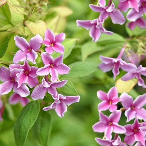 Jasmine X Stephanense Starry Starry Summer Scent - Jasminum Officinale - Deciduous Climber Plants in 9cm Pots (1 Plant)