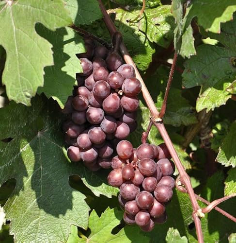 Weinrebe Vanessa 80-100cm - Vitis