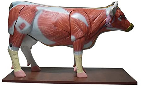 DSeenLeap Anatomisches Kuhmodell, zur Demonstration der Anatomie der Muskelstruktur und der inneren Organe Einer Kuh als Lehrmittel, abnehmbar