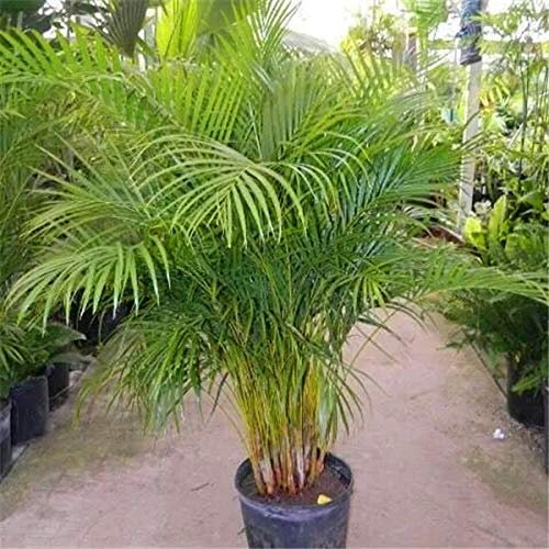 Shopvise Palm bambou Graines jardin 10Pcs