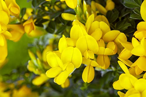 Färberginster Genista tinctoria Royal Gold 30-40 cm winterhart | Sonniger Standort, gelbe Blüten, bienenfreundlich, trockenheitsverträglich, ideal für Steingarten und Beet