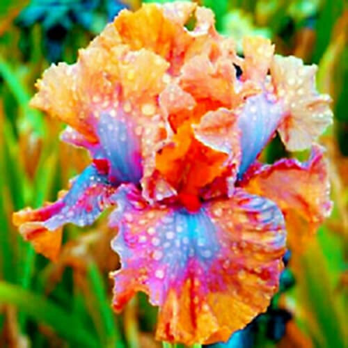 Bulbi di iris Splendidi radicaux d'iris barbuto colorano molto rapidamente i fiori ornamentali per un giardino unico