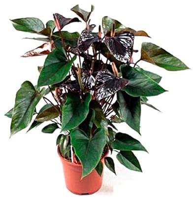 Planta natural Anthurium. Altura 40-50 cm. Anturio Negro. Simboliza Misterio y sofisticación Segura Garden. Las plantas de Anthurium purifican el aire, añaden belleza con sus flores