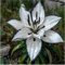 Lilium knollen zwiebeln mix,blumenzwiebeln mehrjährig winterhart,Anmut,lilien im topf,lilien zwiebeln winterhart,dekorative,Ausgezeichnete Verzierung.-4 zwiebeln-C