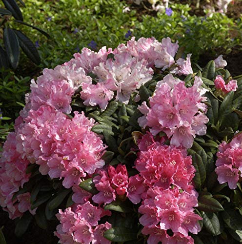 Rhododendron Colibri 25-30cm - Alpenrose