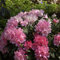 Rhododendron Colibri 25-30cm - Alpenrose