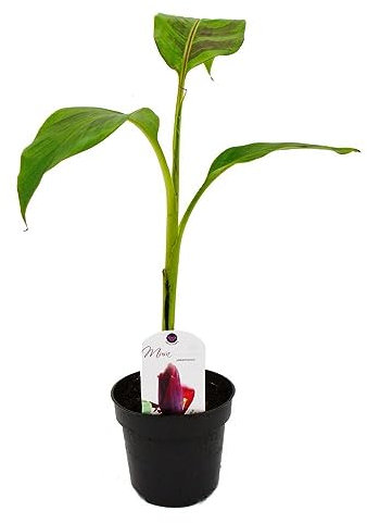Exotenherz - Winterharte Banane - Musa sikkemensis - Darjeeling-Banane - 12cm Topf