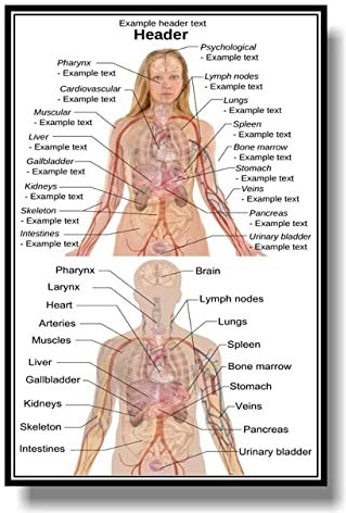 XLJP Anatomisches Poster des Muskelsystems Muskelanatomiediagramm Anatomisches Diagramm des menschlichen Körpers Lehrreich for das Poster zur menschlichen Anatomie ( Color : Q1297 , Size : 60x90cm no