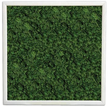 Quadro di Muschio Stabilizzato, Quadro Vegetale 100% Naturale senza Manutenzione (30x30, Verde Bosco)