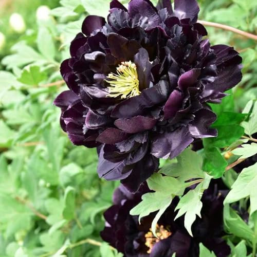 6 pcs pfingstrosen zwiebeln winterhart zimmerpflanze blumenzwiebeln frühblüher pfingstrose,Paeonia suffruticosa, bonsai topf blumenwiese topfpflanzen gartenarbeit blumendeko gartenpflanzen