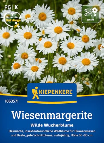 Kiepenkerl Wiesenmargeritensamen Wilde Wucherblume 1063571, Blumensaat