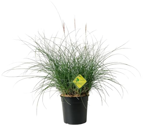 Plantì MISCANTHUS – Pianta Ornamentale da Esterno, Miscanto Semisempreverde Ideale per Vaso e Giardino, Diametro Vaso 19 cm (Gracillimus nana)
