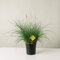 Plantì MISCANTHUS – Pianta Ornamentale da Esterno, Miscanto Semisempreverde Ideale per Vaso e Giardino, Diametro Vaso 19 cm (Argento)