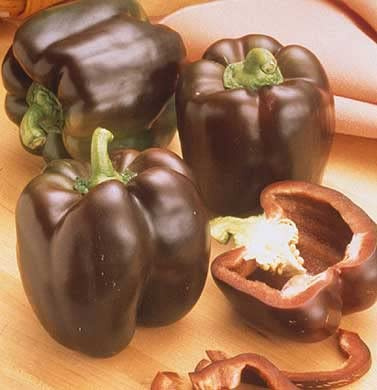 Pepper Joe’s Chocolate Beauty Pepper Seeds ­­­­­– Pack of 10+ Sweet Bell Pepper Seeds – USA Grown ­– Premium Non-GMO Chocolate Bell Seeds for Planting in Your Garden
