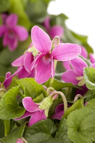 Viola odorata 9x9 cm Topf – Winterhart, Mehrjährig, Pflegeleicht – Duftveilchen – Bodendecker für Garten & Schattenbeet