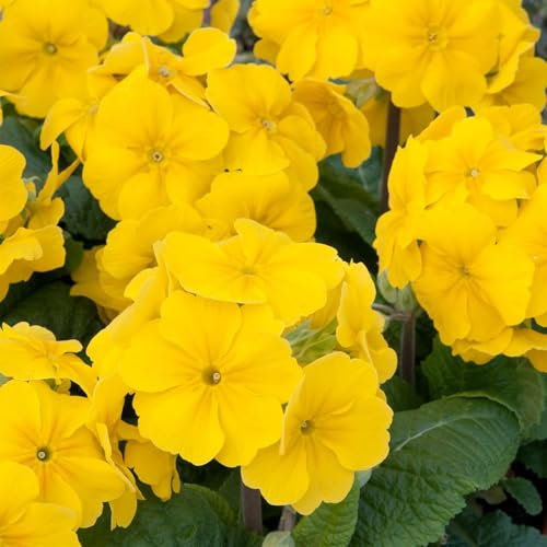 Perfect Plants Polyanthus Plants Yellow - Outdoor Garden Ready Bedding Plants - 6 Plants Each Delivered in a 10.5cm Plant Pot - Vibrant Flowers with Delicate Blooms