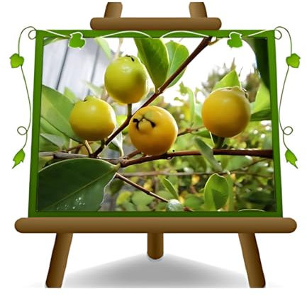 Guavenbaumes Guaven fruit gelb Psidium - Obstpflanzen antik auf Blumentopf 20 - Baum max 170 cm – 2 Jahre Anbau Italien