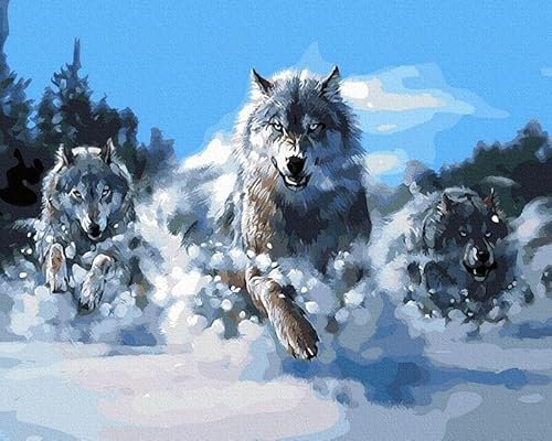 Artnapi Malen nach Zahlen Erwachsene mit Rahmen | DIY Handgemalt | Wölfe auf Verfolgung | Kit für Anfänger und Erwachsene | Set inklusive Acrylfarben & Pinsel | 40x50cm Leinwand | Ideal als Geschenk