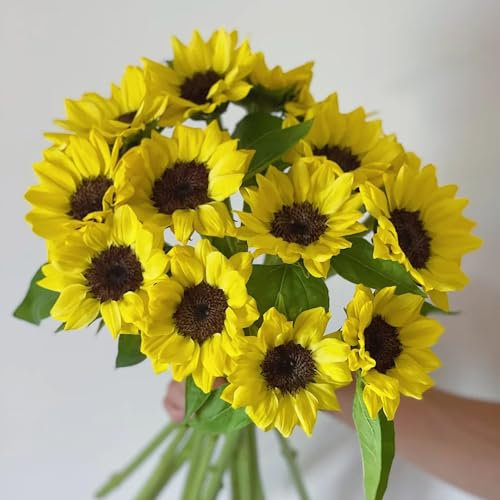 80 pz semi di girasole perenni, Piante da balcone resistenti, semi di piante esotiche Semi di girasole da piantare - Helianthus annuus - semi di fiori, piante per giardino Piante perenni