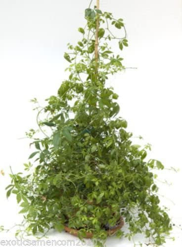Jiaogulan Gynostemma pentaphyllum 20 Samen