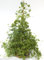 Jiaogulan Gynostemma pentaphyllum 20 Samen