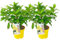 Plant in a Box - Hydrangea Hortensia 'Candlelight' - Juego de 2 - Blanco - Hortensia de jardín - Maceta 19cm - Altura 25-40cm