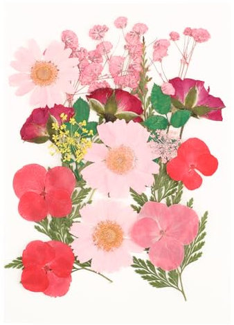 Trockenblumen Gepresste Blumen Deko Getrocknte Blumen Bunt Getrocknete Blumen Dried Pressed Flowers für Harz Schmuck Machen DIY Kerzen Anhänger Handyhüllen Fotorahmen Scrapbook
