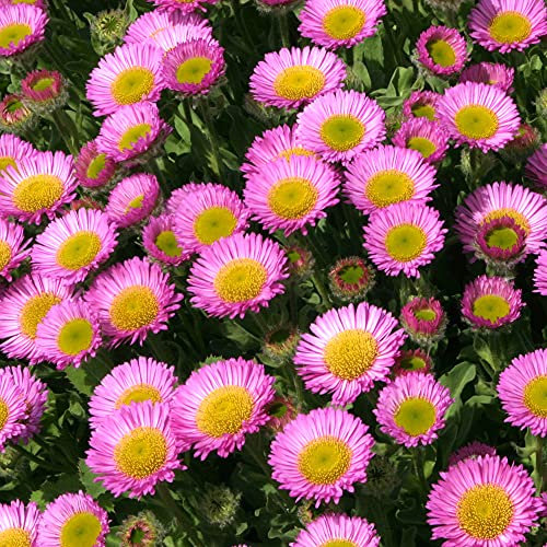 Erigeron Seabreeze Fleabane Glaucous Pink Flowering Perennial Rockery Plant (9cm Pot, 15-30cm)