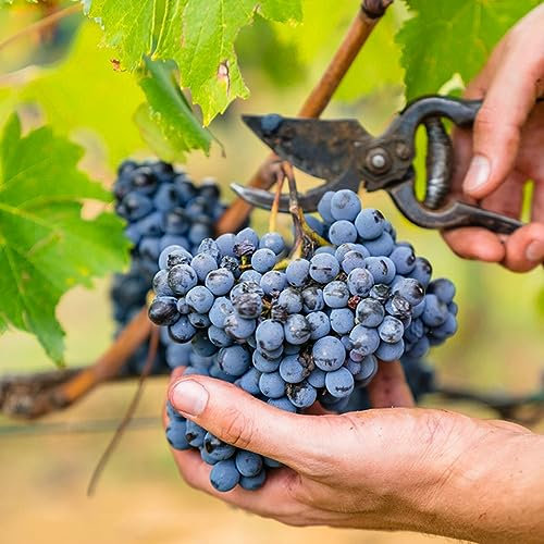 10 pcs weinreben samen - bonsai tree indoor garten geschenk pflanzendeko,trauben kernlos,weintrauben baum pflanzen,Vitis vinifera, obst samen seed büropflanzen pflanzensamen zimmerpflanzen