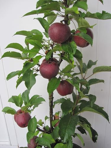 Malus Red Crimson - Säulenapfel Red Crimson - 80-100cm