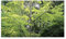 Stk - 10x Pseudolarix amabilis Goldlärche Bonsai Garten Pflanzen - Saat B142 - Seeds & Plants Shop by Ipsa