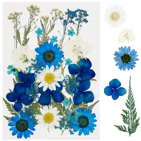 Cayway 35 Stück Getrocknete Gepresste Blätter, Natürliche Getrocknete Blumen, Natürliche Trockene Blätter für DIY Harz Schmuck Nail Crafts Art Blumendekoration, Blau